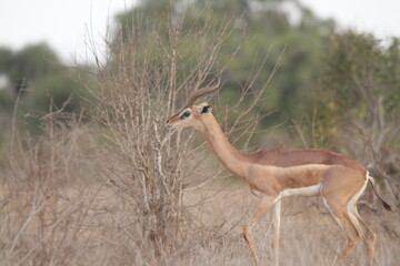 Antelope from sideview in animals park with plants on blurred background
