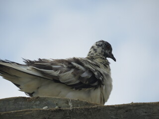Low angle shot of a beautiful pigeon against the sky