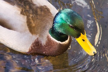 Duck Close Up in Erfurt Gera