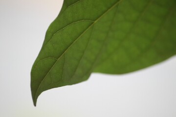 Closeup shot of a green leaf with veins