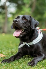 Vertical closeup shot of Labrador Retriever lying on the grass