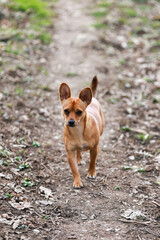 Selective of a Chihuahua dog in a park