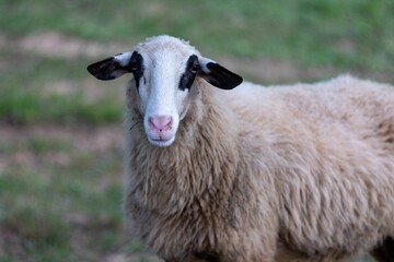 Front view of a domestic sheep with fluffy fur, and black ears, on a grassy field on a farm