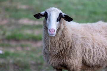 Fototapeta premium Portrait of a Jezersko Solaava goat in the park with blur background
