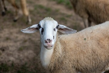 Fototapeta premium Portrait of a fluffy Jezersko Solaava goat in the farm meadow with blur background