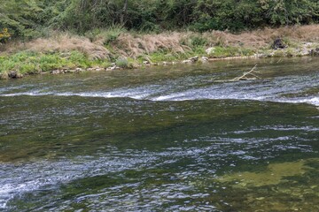 Scenic view of a river flowing through a green forest in Croatia