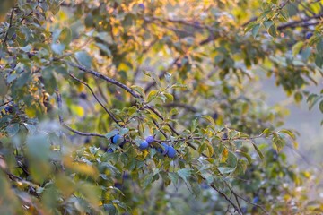 Closeup of plums growing on a green branch of a tree in a garden