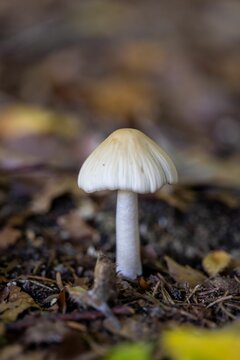 Vertical closeup of a Yellow Field cap mushroom, on the wet ground covered by leaves, in a forest