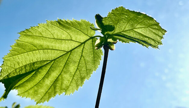 New green leaves on a linden branch. Young fresh foliage against a blue sky. Spring time