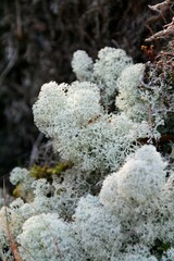 Vertical selective shot of Reindeer cup lichen (Cladonia rangiferina) in nature