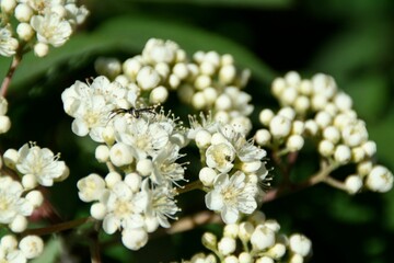Closeup shot of the small white flowers with a blurred background