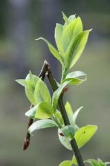 Vertical shot of the fresh green leaves on a sunny day with a blurred background