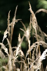 Closeup shot of a wheat isolated on a black background