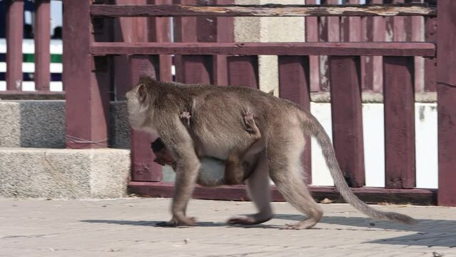 A macaque carries a small macaque on its belly, Thailand