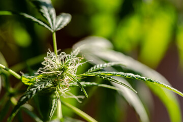 Close-up of a young flower of a cannabis plant