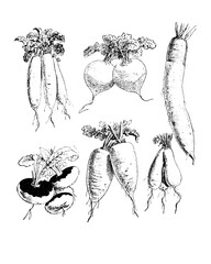 Turnip sketch isolated on white. Hand drawn sketch illustration engraving style - 782938467