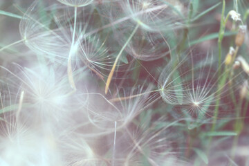 Close-up of many dandelion seeds.  Soft focus.