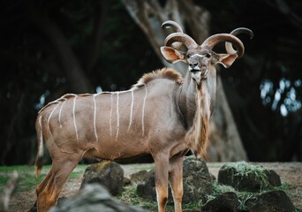 Closeup of a kudu with spiral antlers, walking around in a park