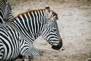 Closeup of a zebra sitting on sandy ground