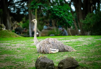 Fotobehang Scenic view of an ostrich sitting on green grass in a park © Wirestock