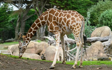 Obraz premium Giraffe walking around near green trees in a zoo
