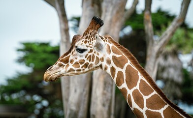 Closeup of a giraffe's head against green trees in a zoo