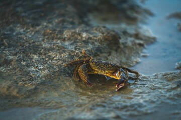 Closeup shot of a small textured crab on a sandy wet beach