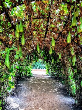 Vertical shot of an arched path in the park with cucurbits