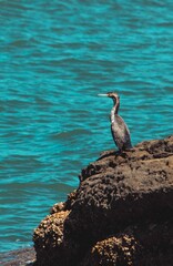 Vertical shot of a cormorant on a rock by the sea