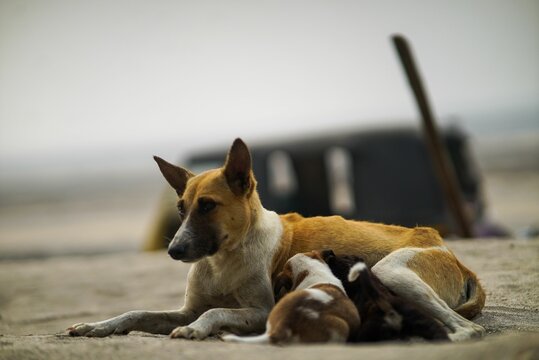 Closeup shot of an aspin dog
