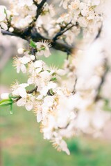 Vertical closeup shot of white cherry blossom flowers.