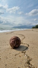 Fototapeta na wymiar Vertical shot of nut in shell at the sandy beach