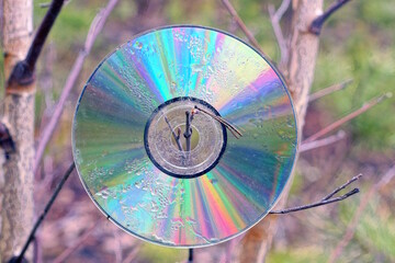 one old dirty colored compact disc hanging on a thin tree branch on the street