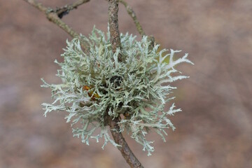 one small green lichen on a thin gray tree branch in nature in the forest