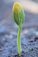 one small green sprout with a leaf of a wild plant in gray ground in a spring garden