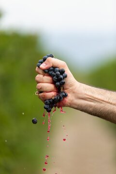 Vertical closeup of the man's hand squeezing grapes.