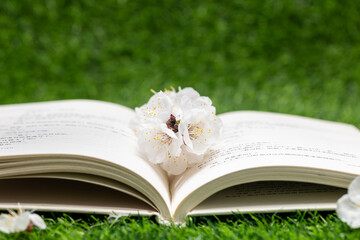 Apricot blossoms and books in spring