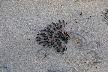 Close-up shot of crab traces on a sand