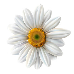 One white daisy flower isolated on a transparent background 