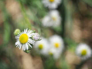 Closeup of blooming Chamomile flower