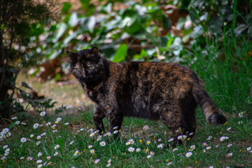 Domestic cat surrounded by flowers and plants in the grassy field