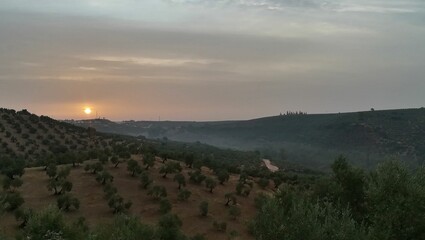 Aerial view of mountain landscape with dense trees