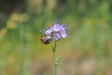 Bee sipping nectar from Phacelia flower