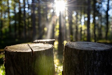Stump in the forest with sunbeams and lens flare.