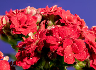 Red kalanchoe flowers on a blue background