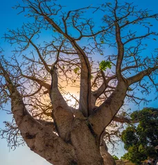 Rolgordijnen Magificent old Baobab tree in the city center of Dakar, Senegal, West Africa © Luis