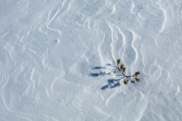 Closeup of small pine tree at snowy marsh in sunny winter weather with snow covering the ground, Toronsuo National Park, Tammela, Finland.