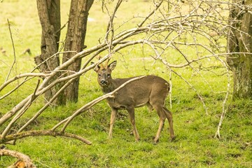 Roe deer standing on greenery field surrounded by trees and looking at camera