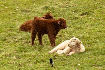 View of highland cow calves lying and standing in greenery field