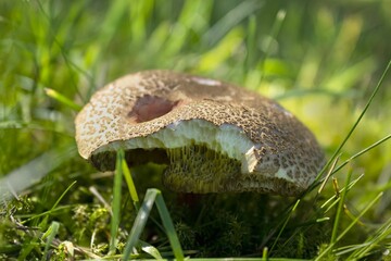 Closeup of a half eaten wild mushroom on the ground in nature on a sunny day